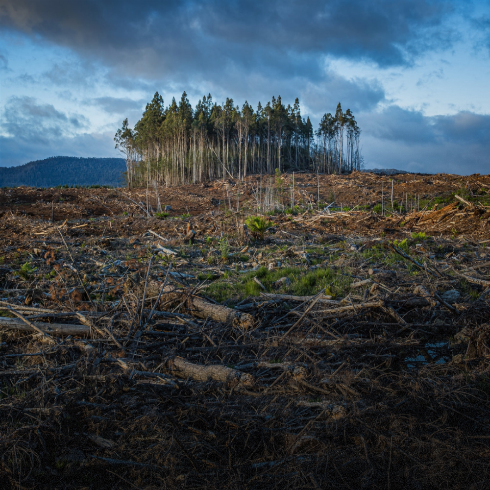 Ormanlar Yok Olursa Ne Olur? - Bonherre