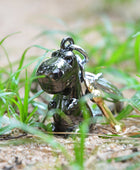 Metalmorphose Dino & Kemik Anahtarlık