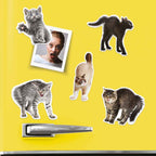 Mustard Sinirli Kediler Magnet