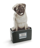 Dog in a Box - Notluk - Bonherre
