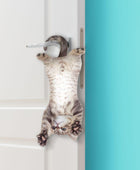 Cat Asılabilir Notluk - Bonherre